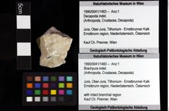 Foto (Objket + Etiketten) von Gastrodorus sp. 